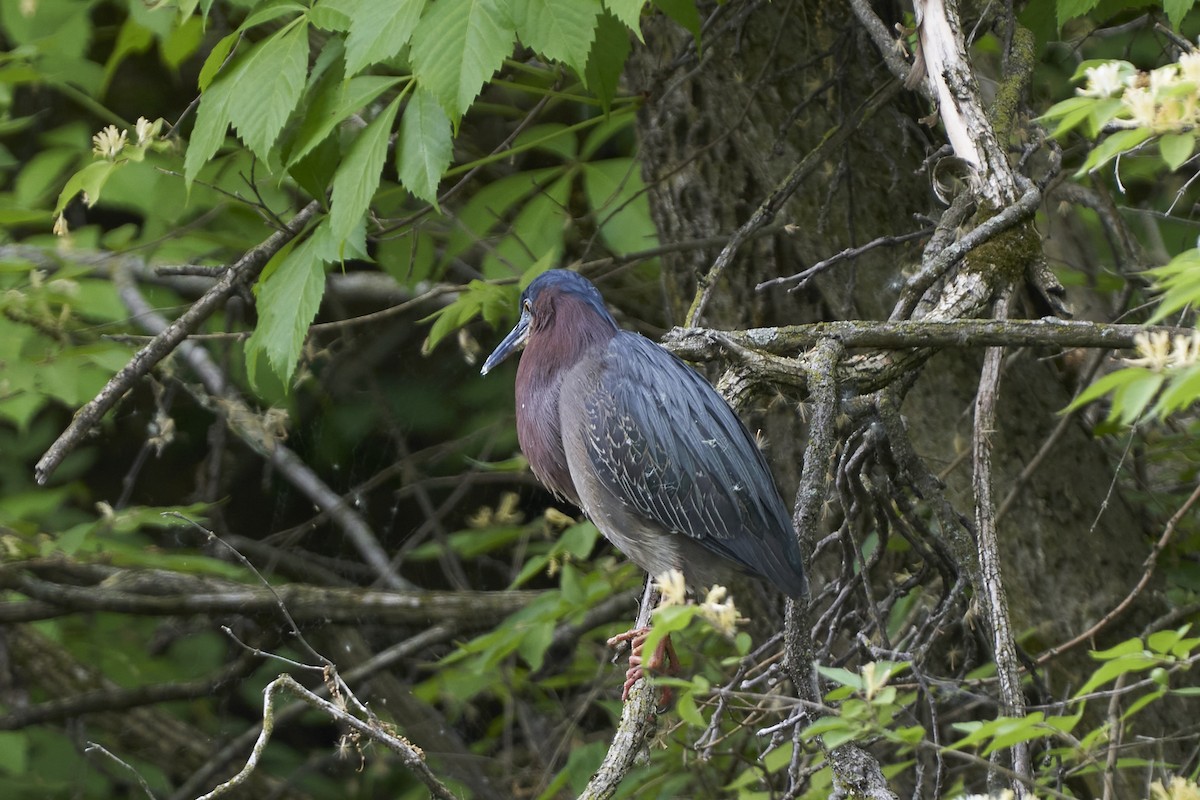 Green Heron - ML579875221