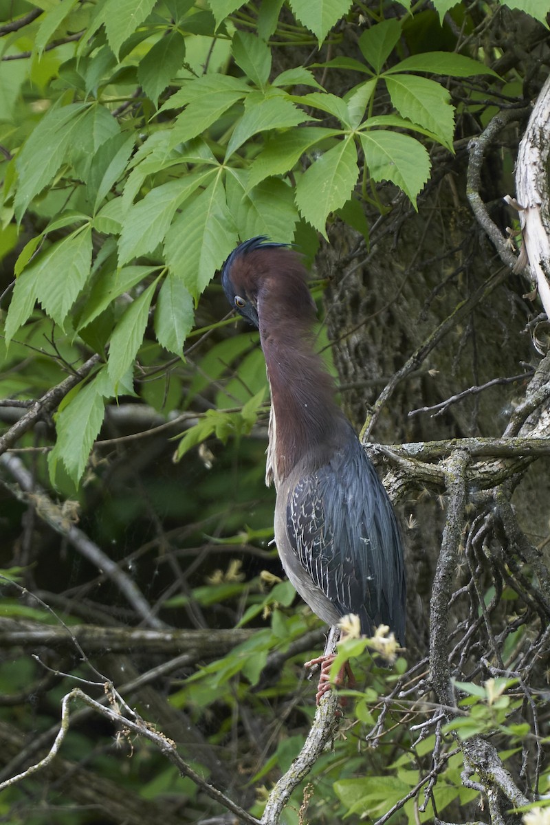 Green Heron - ML579875231