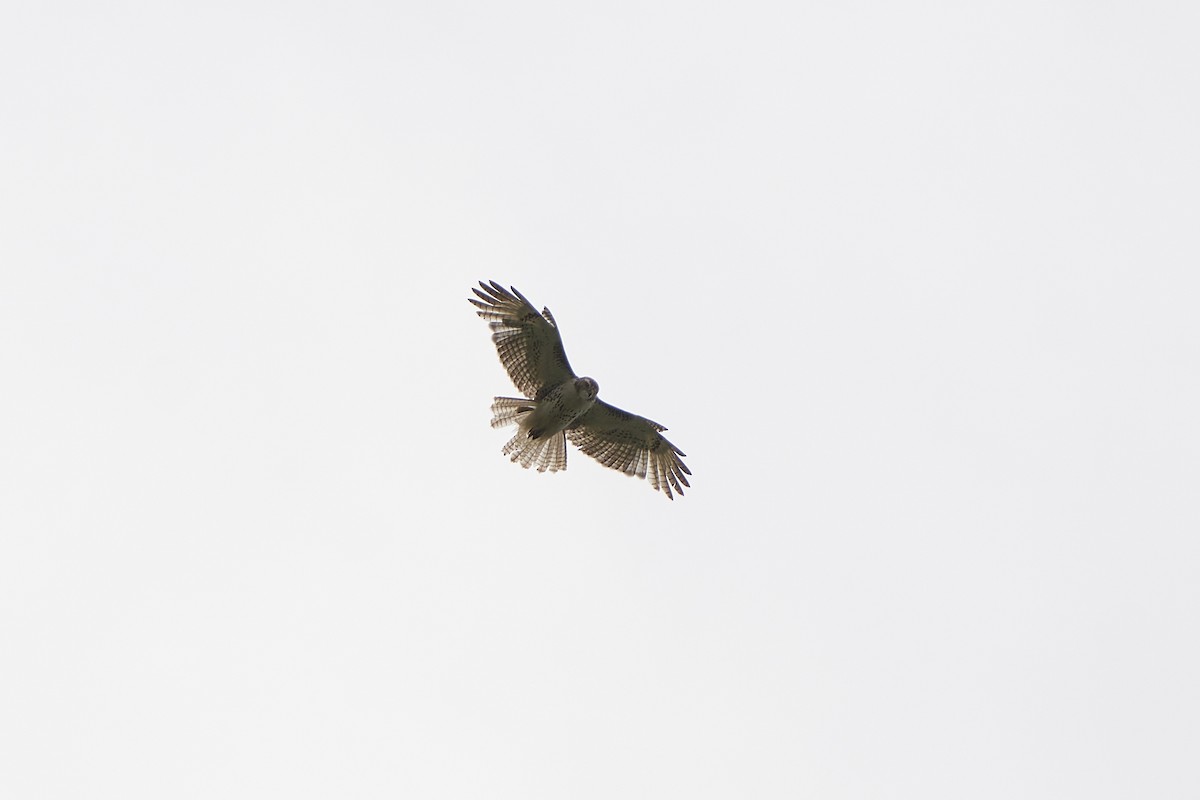 Red-tailed Hawk - ML579875331