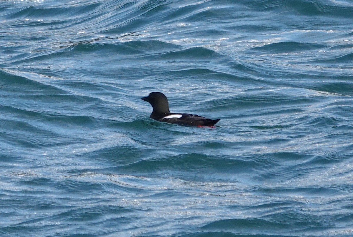 Black Guillemot - ML579875391