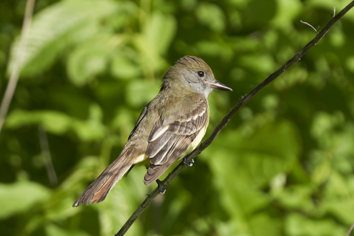 Great Crested Flycatcher - ML579875771