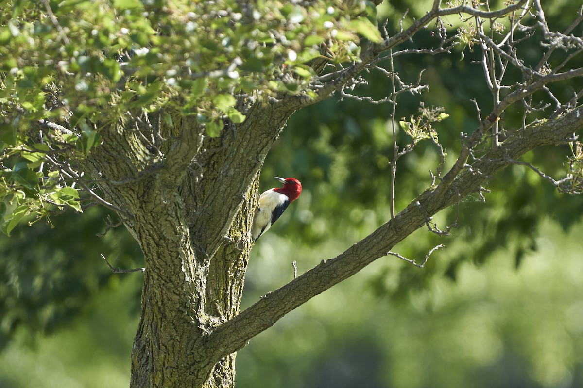 Red-headed Woodpecker - ML579875931