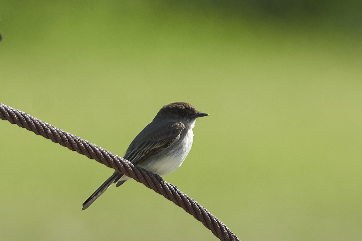 Eastern Phoebe - ML579876121