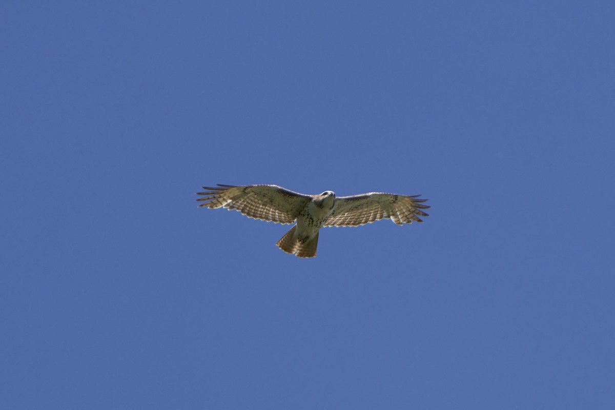Red-tailed Hawk - ML579876281