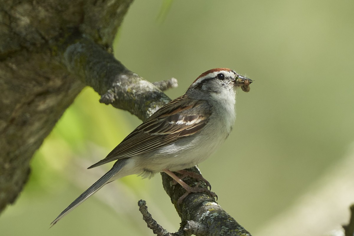 Chipping Sparrow - ML579876371