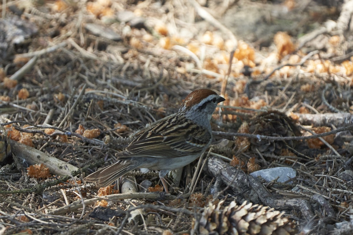 Chipping Sparrow - ML579876381
