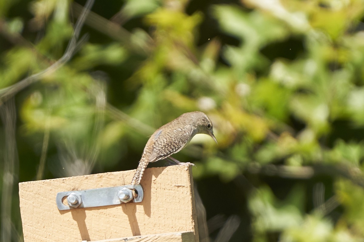 Northern House Wren - ML579876601