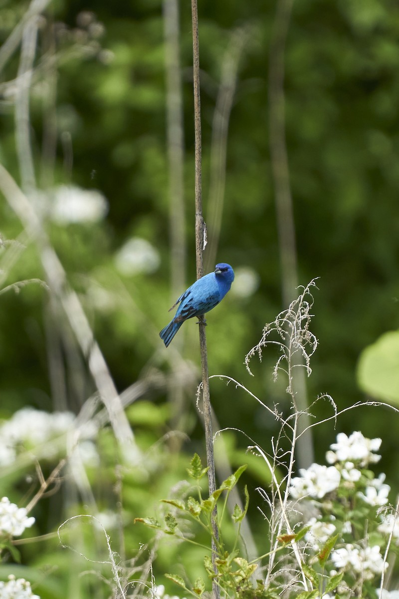 Indigo Bunting - ML579876671