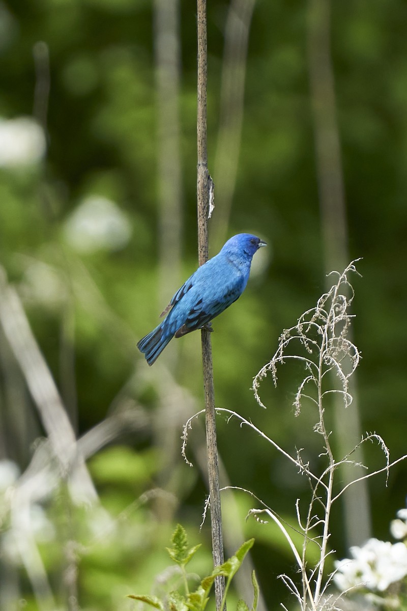 Indigo Bunting - ML579876681