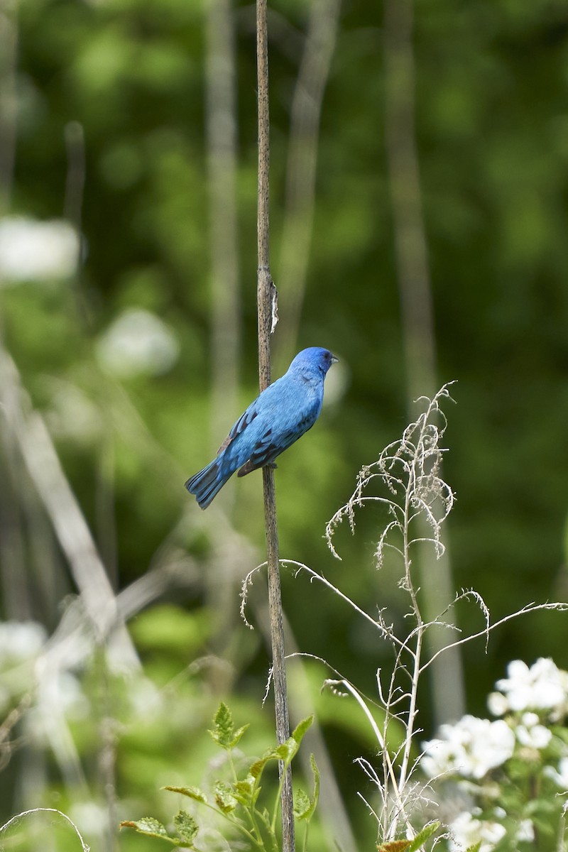 Indigo Bunting - ML579876691