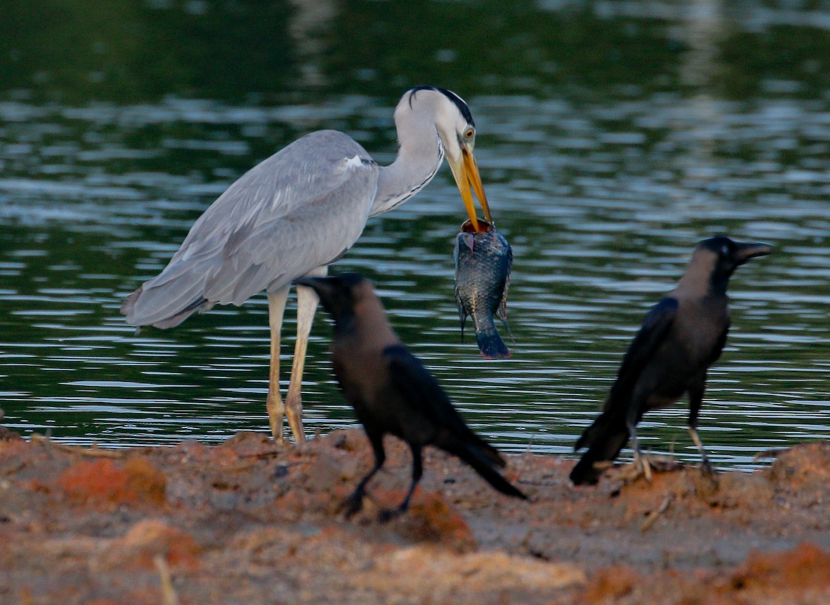 Gray Heron - Neoh Hor Kee