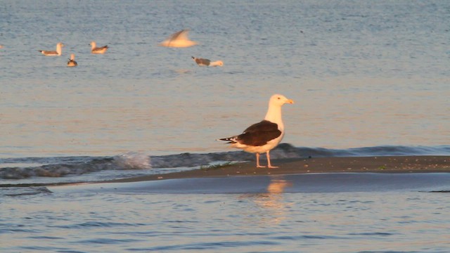 オオカモメ - ML579877281