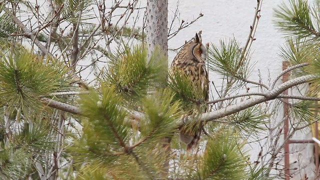 Long-eared Owl - ML579877471