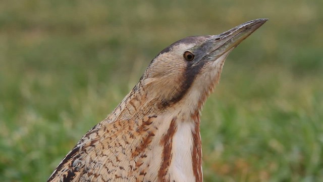Eurasian Bittern - ML579877681