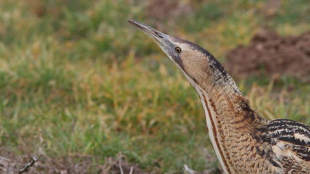 Eurasian Bittern - ML579877691
