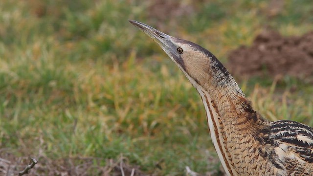 Great Bittern - ML579877691