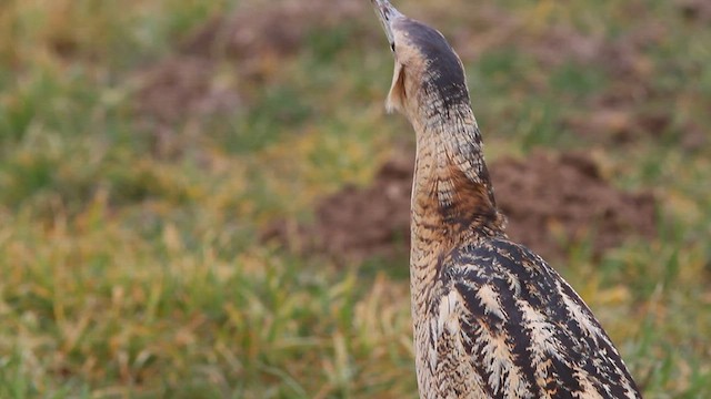 Eurasian Bittern - ML579877701