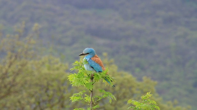 European Roller - ML579878291