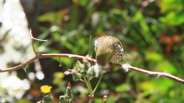 Eurasian Siskin - ML579878361