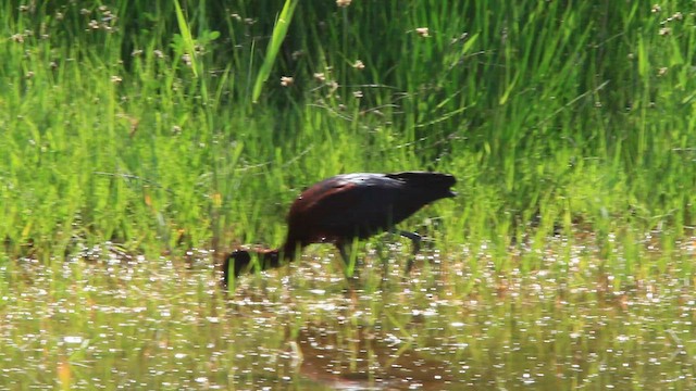 ibis hnědý - ML579878691