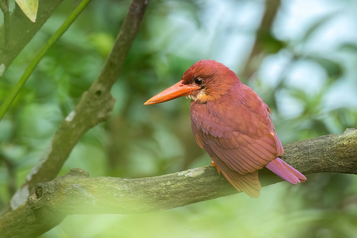 Ruddy Kingfisher - ML579878931