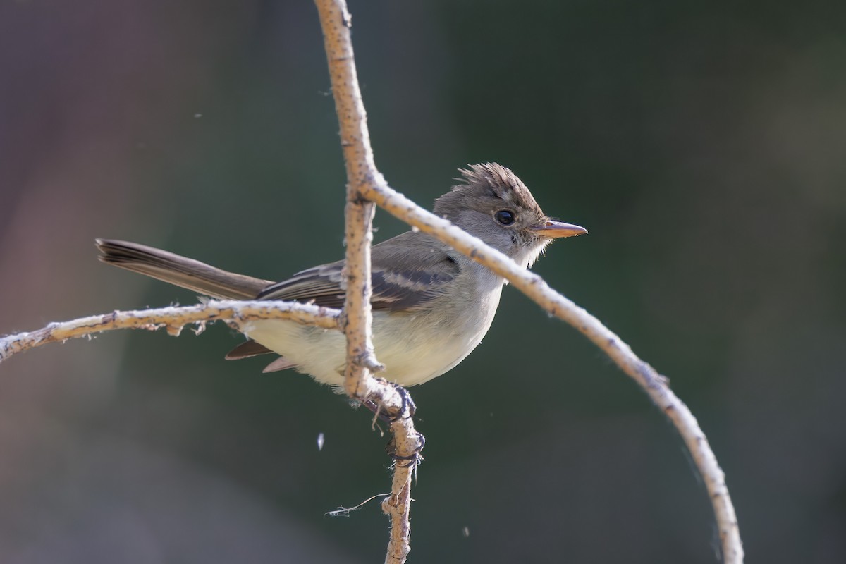 Willow Flycatcher - ML579879761