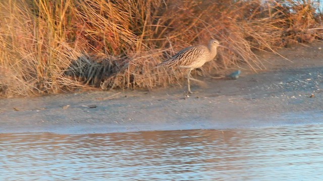 Eurasian Curlew - ML579879781