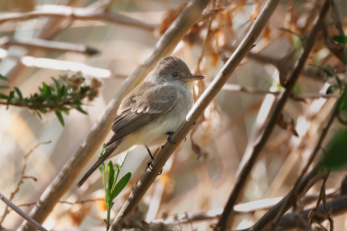 Willow Flycatcher - ML579879801