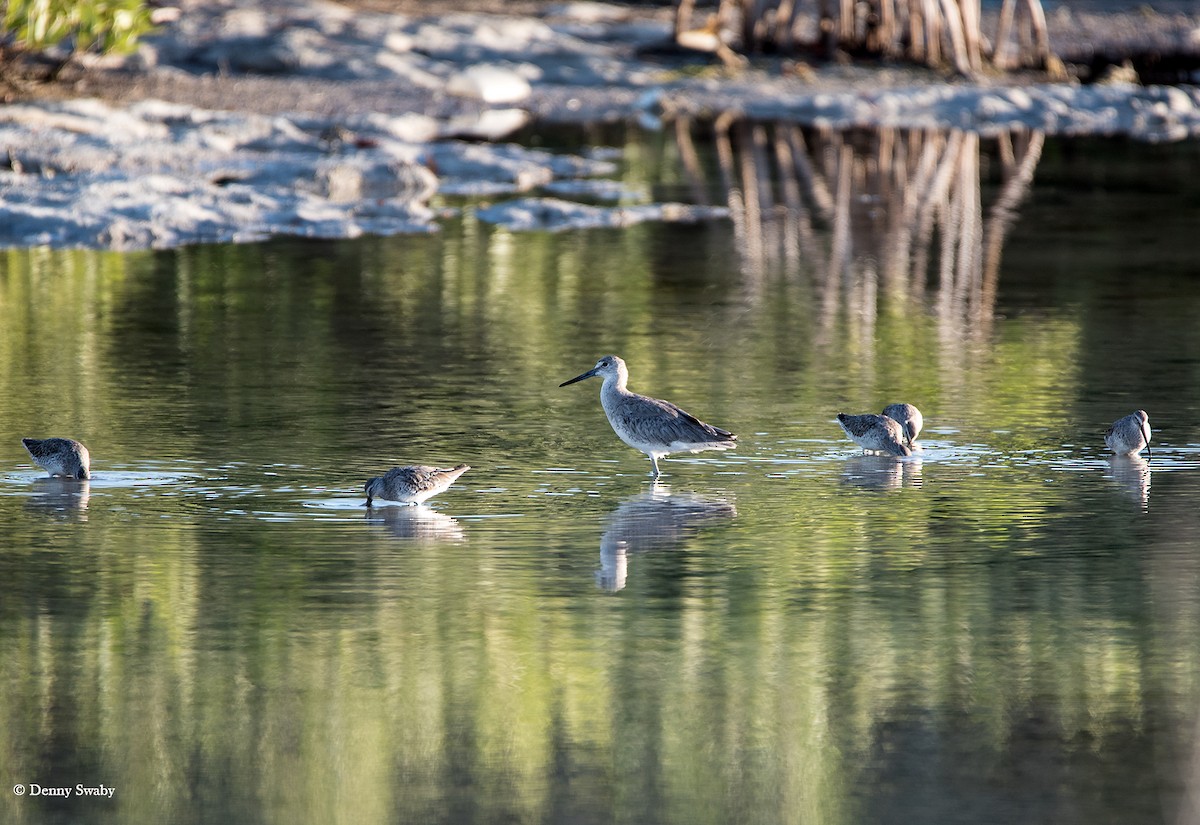 Short-billed Dowitcher - ML57987981