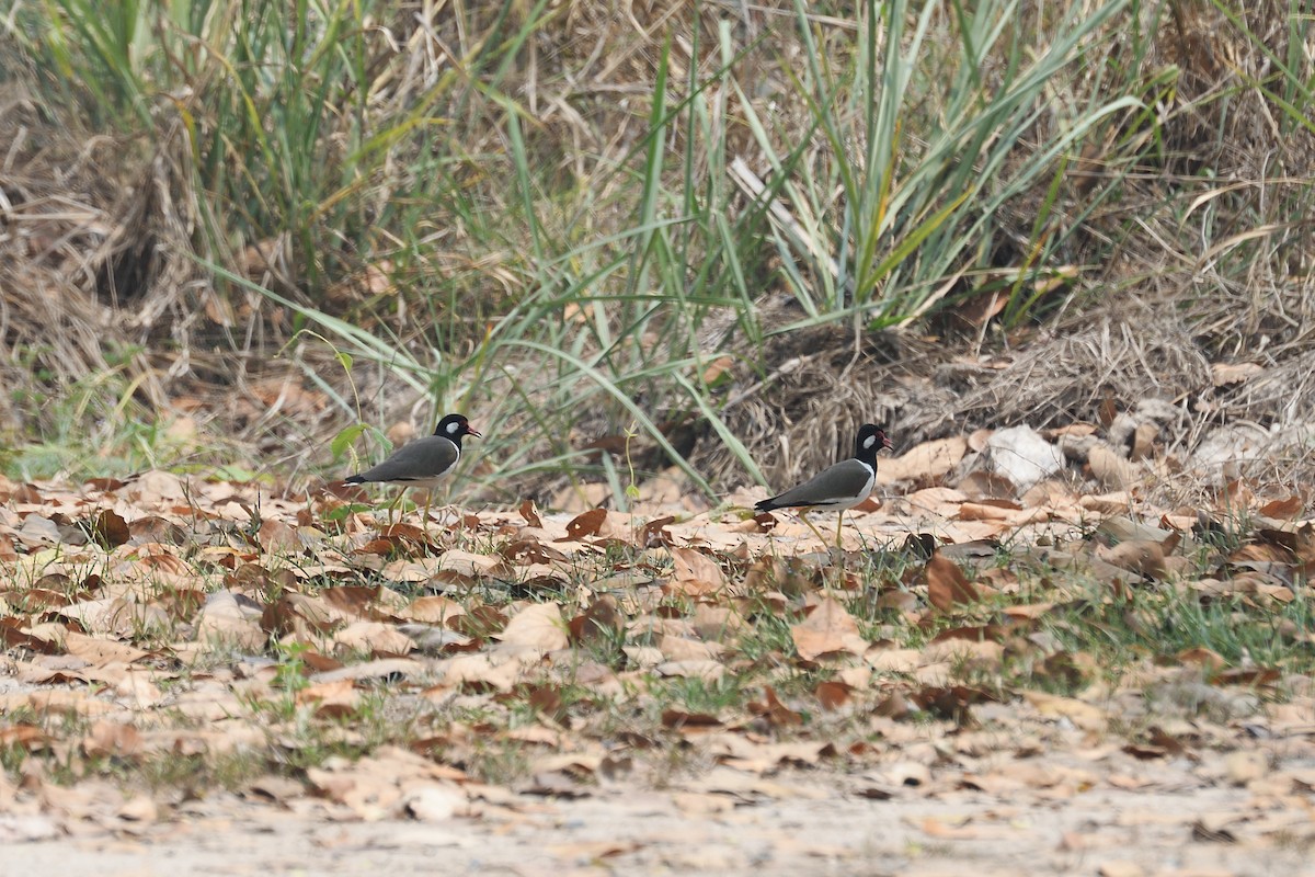 Red-wattled Lapwing - ML579880091