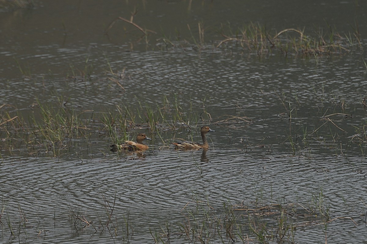 Dendrocygne siffleur - ML579880111