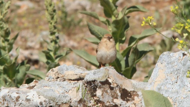 Pale Rockfinch - ML579880121