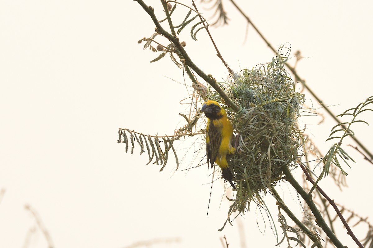 Baya Weaver - ML579880331