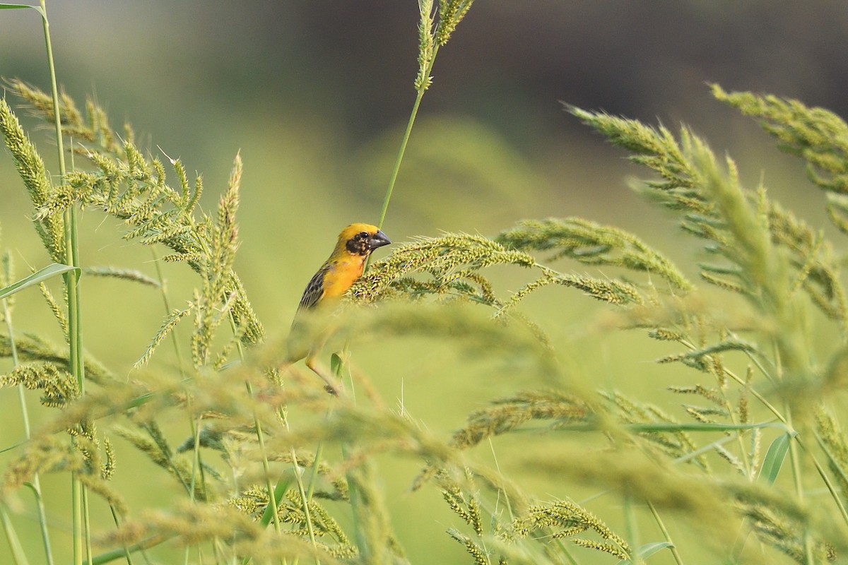 Baya Weaver - ML579880341