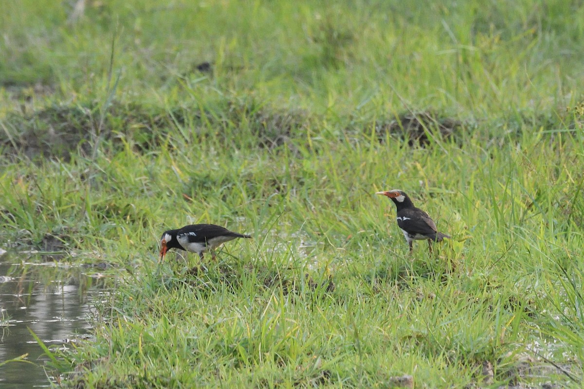 Siamese Pied Starling - ML579880391