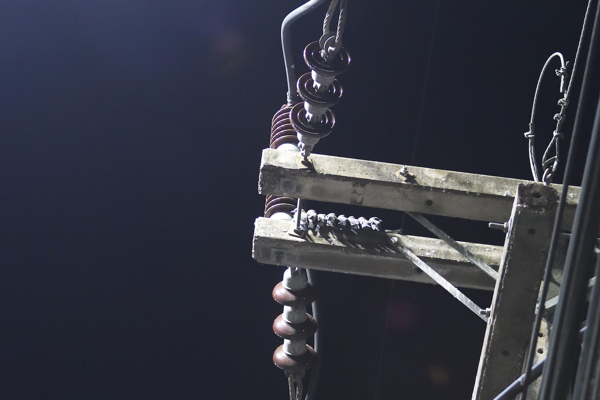 Ashy Woodswallow - ML579880451