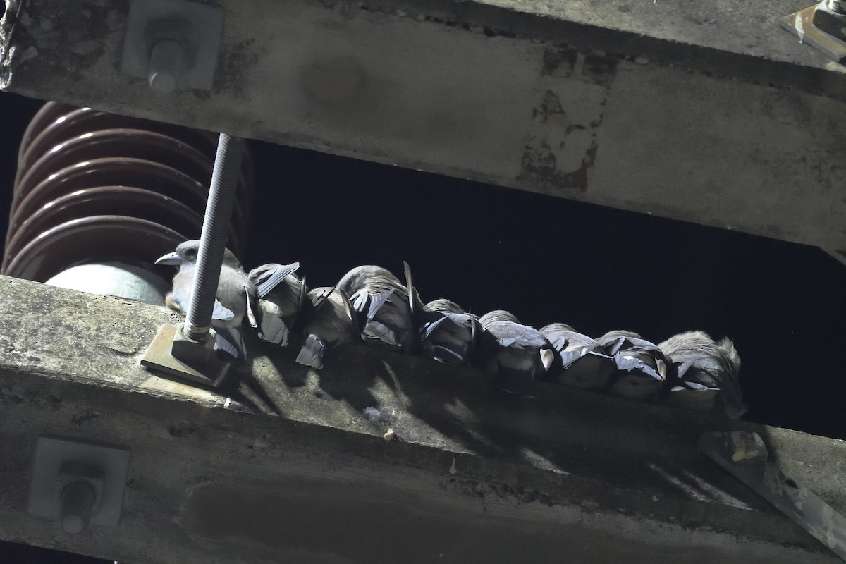 lasolet šedohlavý - ML579880471