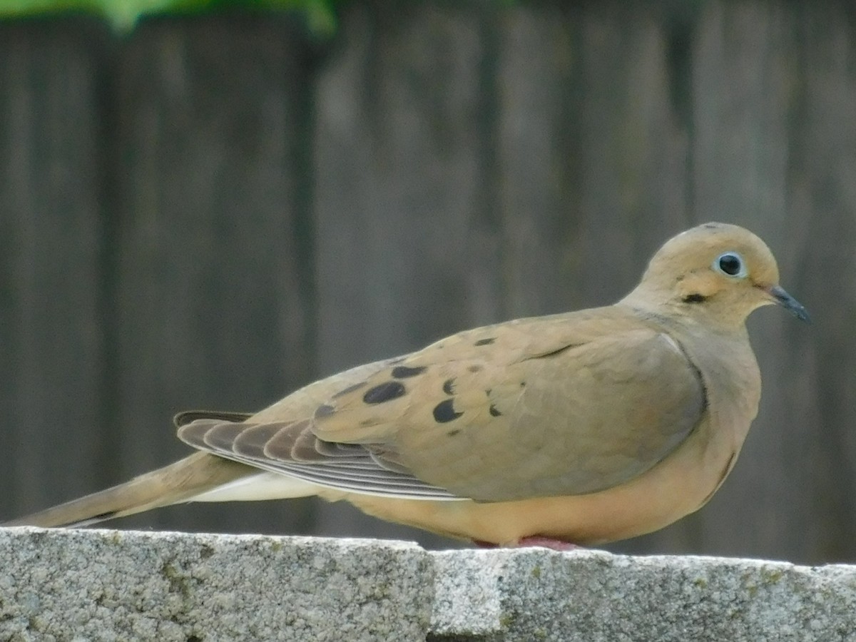 Mourning Dove - ML579880531