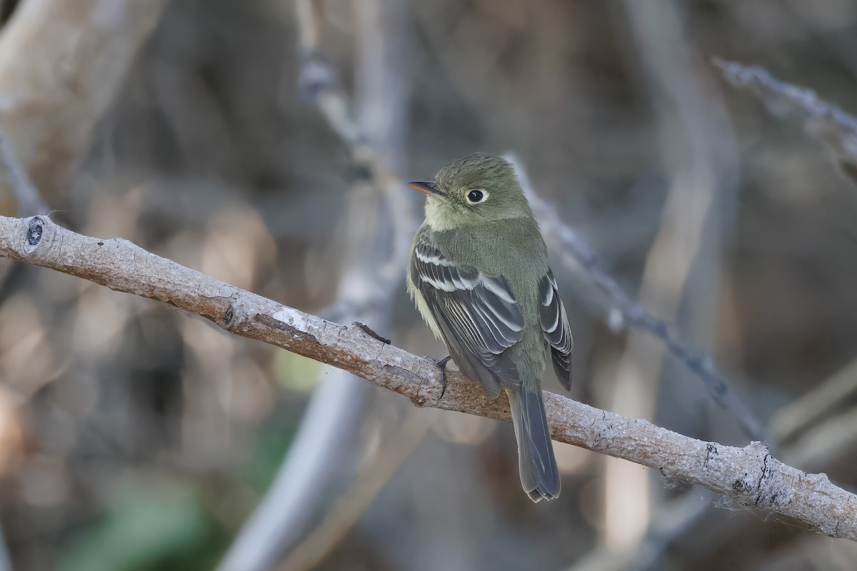 Empidonax sp. - John Callender