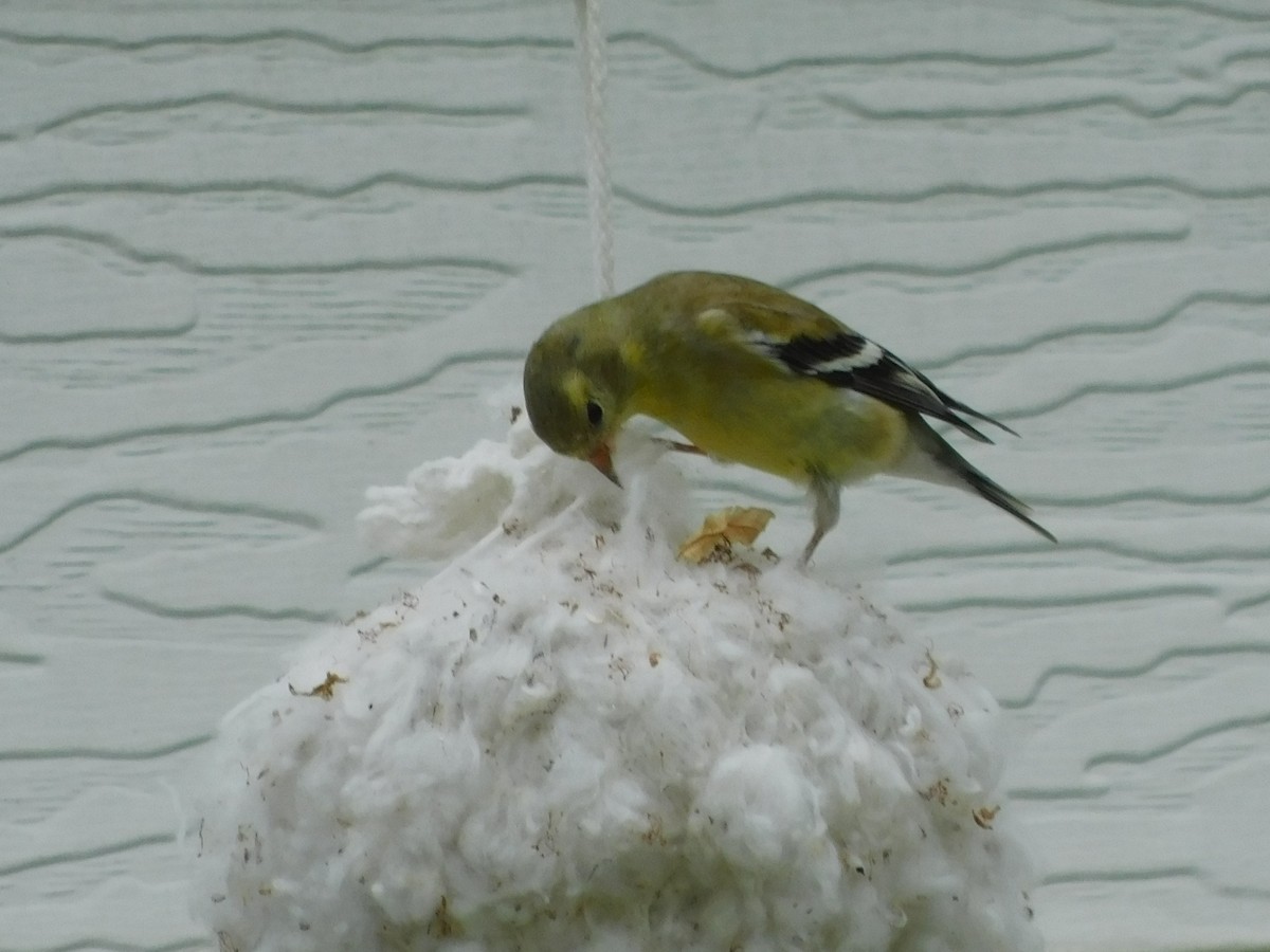 American Goldfinch - Linda Hagen