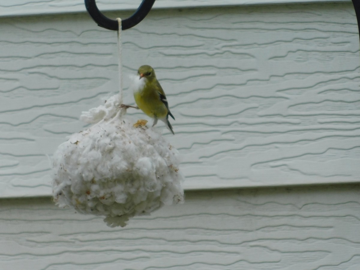 American Goldfinch - ML579880581