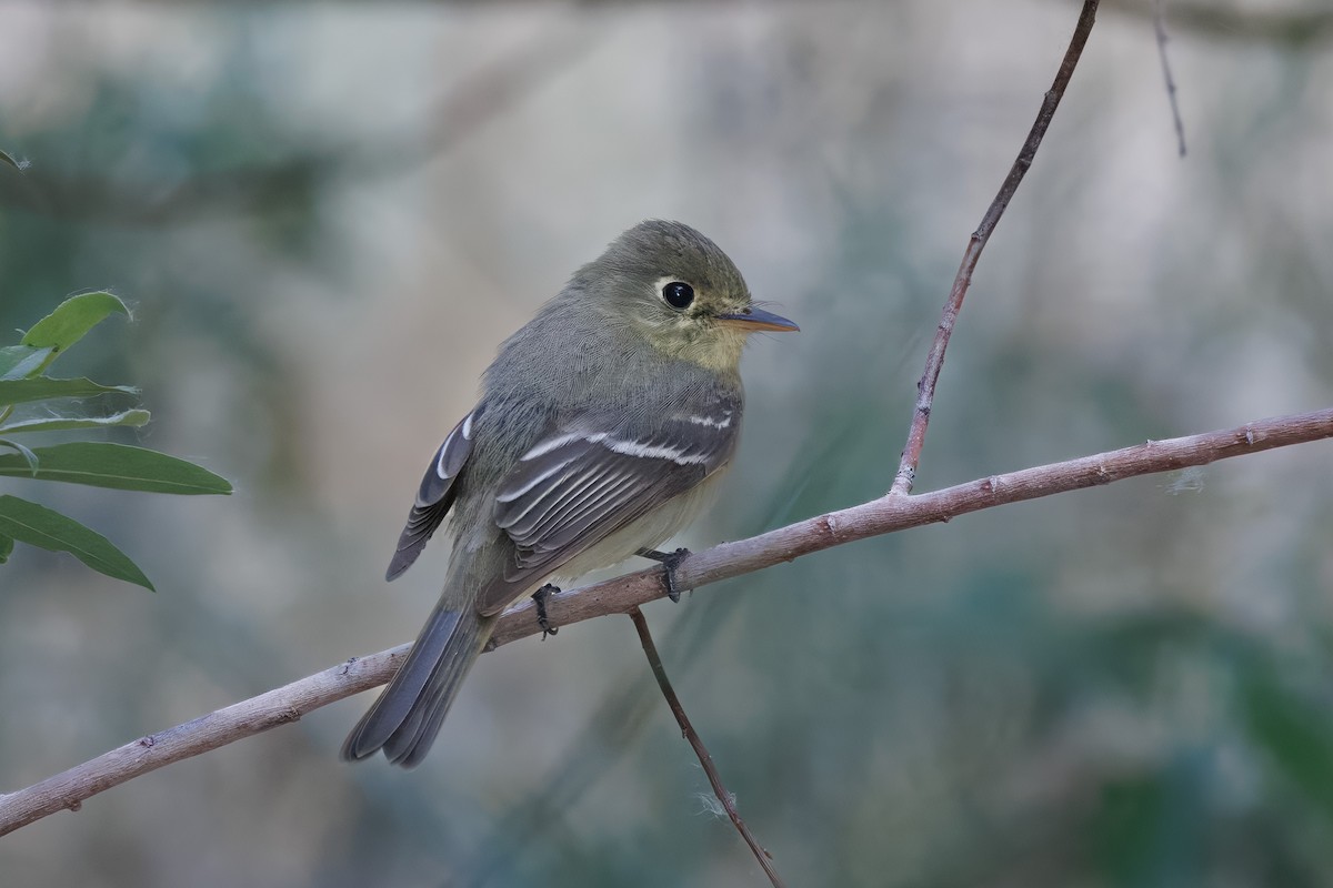 Western Flycatcher (Pacific-slope) - ML579880601