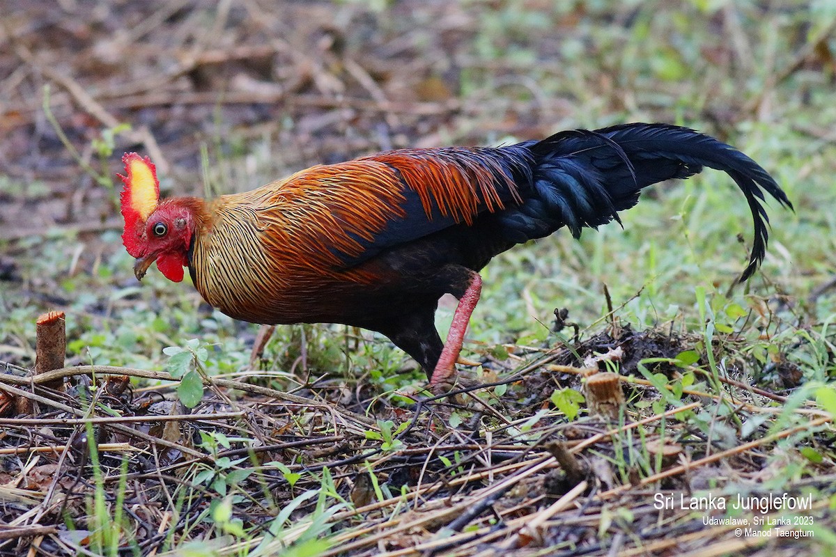 Sri Lanka Junglefowl - ML579881241