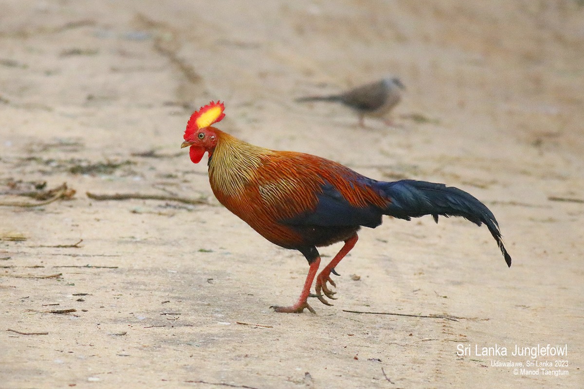 Sri Lanka Junglefowl - ML579881251