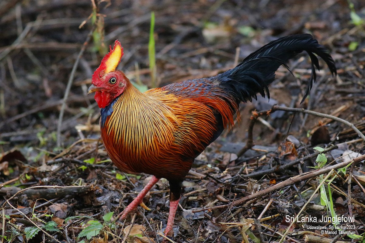 Sri Lanka Junglefowl - ML579881261