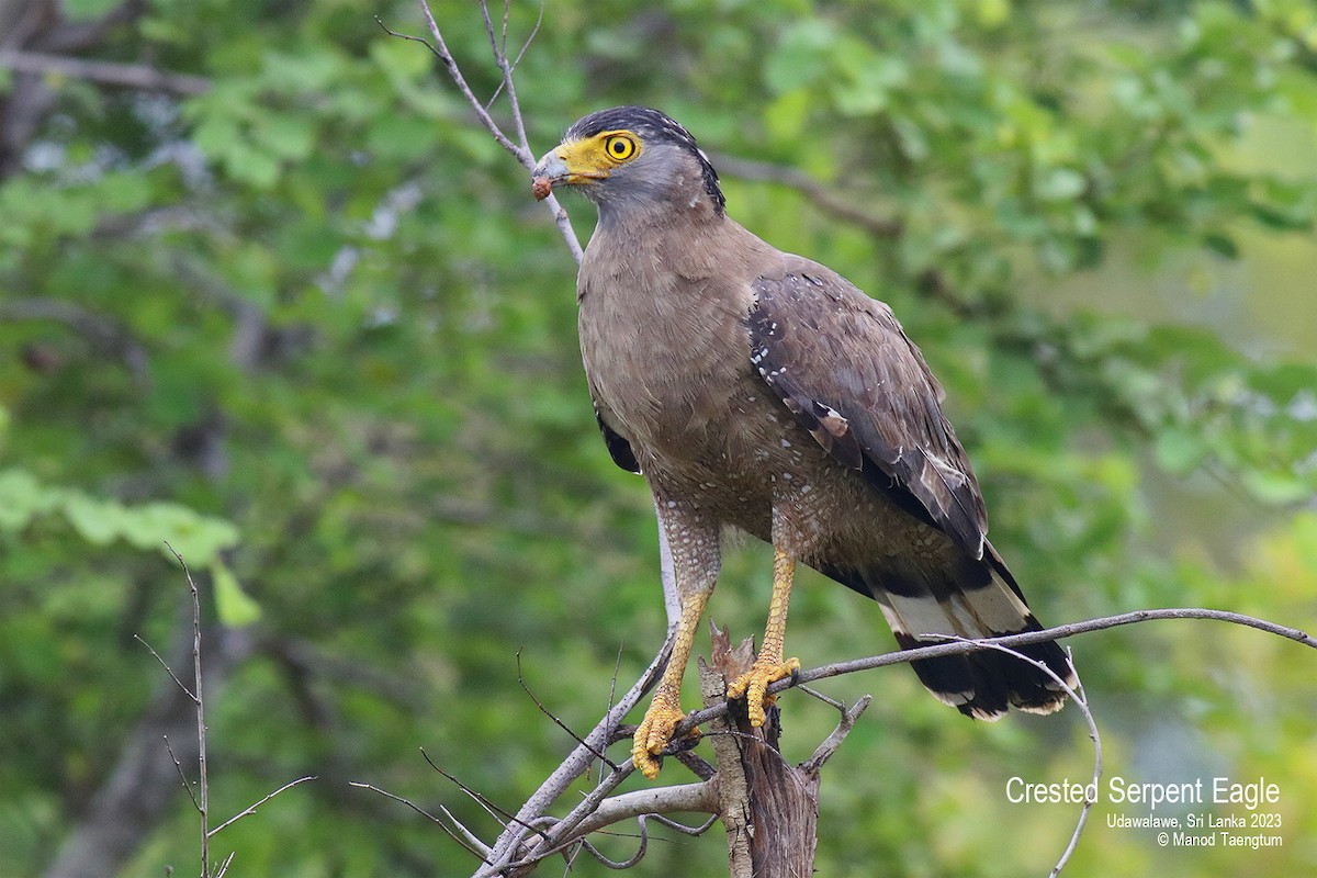 Crested Serpent-Eagle - ML579881491