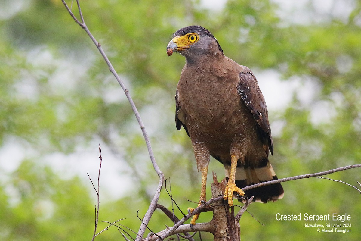 Crested Serpent-Eagle - ML579881501