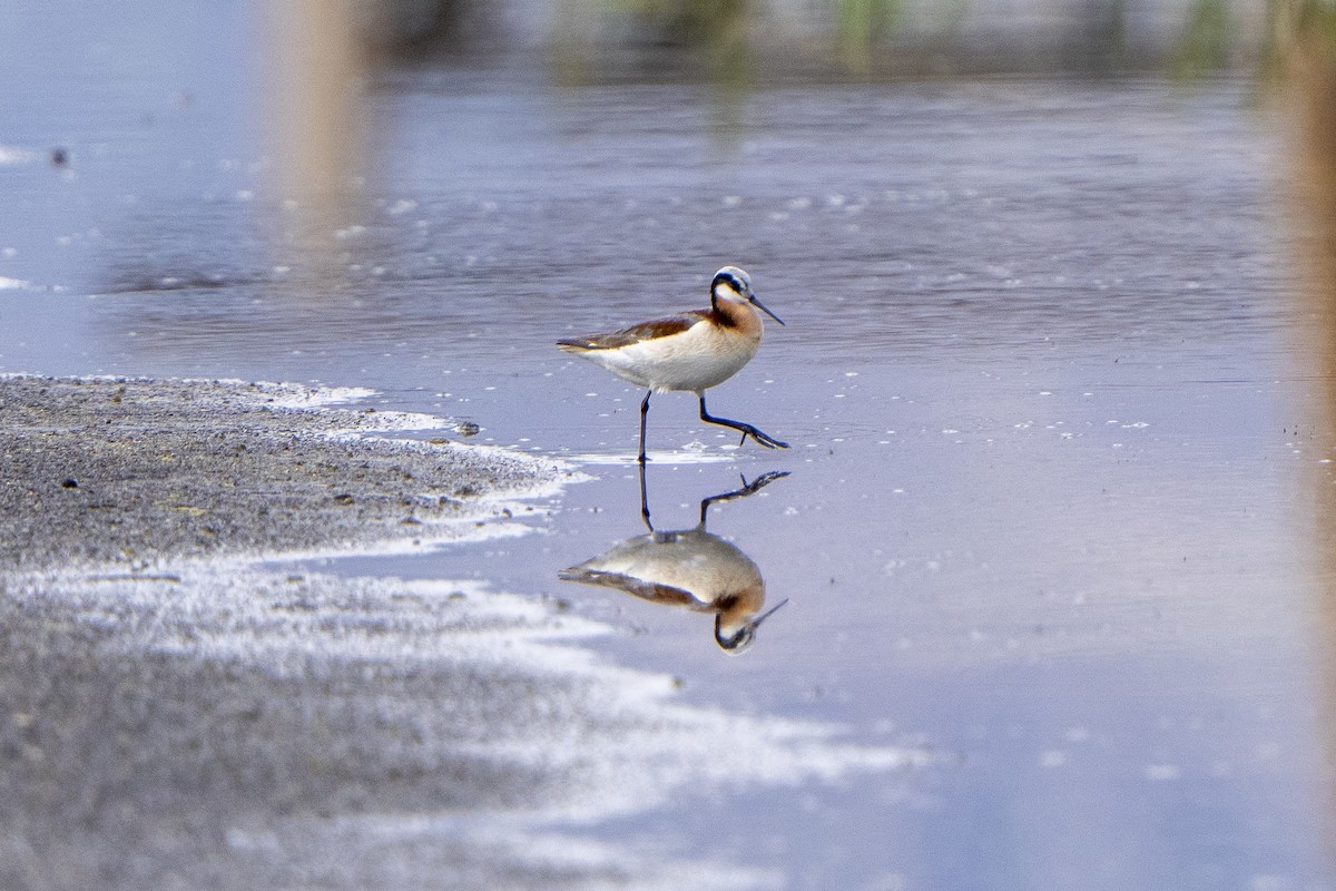 Wilson's Phalarope - ML579881511