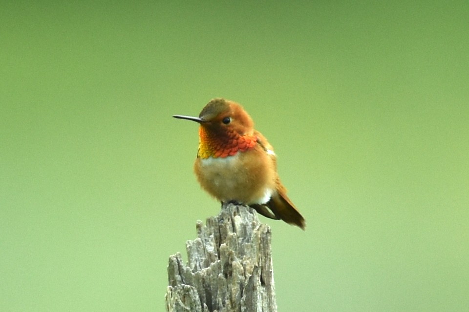 Rufous Hummingbird - Blair Whyte