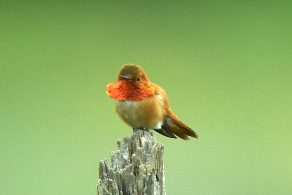 Rufous Hummingbird - Blair Whyte
